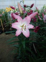 [4185 Highbury VZ No201.JPG]